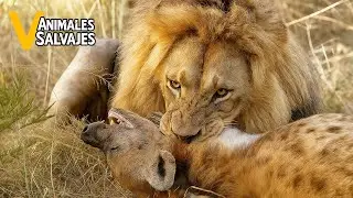 Las 50 Batallas Más Despiadadas Entre Leones Y Hienas | Animales Salvajes
