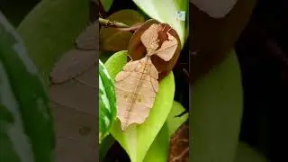 Why Leaf Insects Rock Back and Forth Like They&rsquo;re Alive