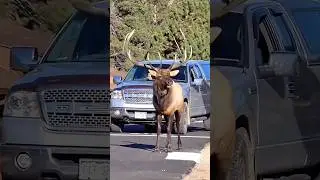 Elk: The Urban Dwellers