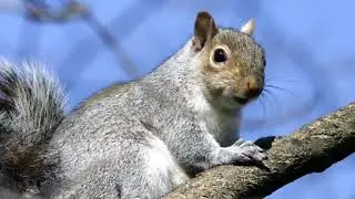 how to dib nas ( squirrels calling )