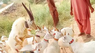 Powerful White Tapri Goat | Documentary