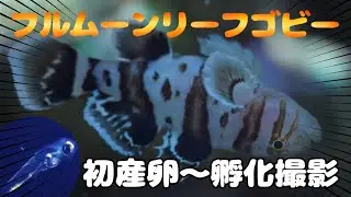 海水魚水槽でフルムーンリーフゴビーの産卵に密着したら、貴重な孵化・仔魚の泳ぎまで撮影出来た