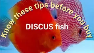 How to identify good DISCUS FISH 🐠|Tips to buy healthy Discus fish | Useful information.