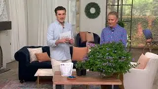 Cottage Farms 3-Piece Monarch Magic Floss Flower Live Plants on QVC
