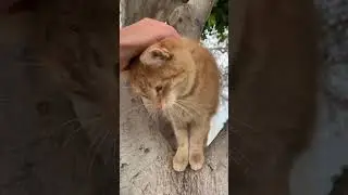 😻Antalya nice homeless cats live in park.Konyalty #antalya #turkey #shorts