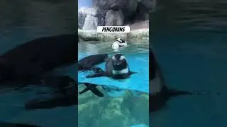 Who loves penguins?