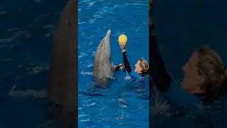 Scientists are Using AI to Understand Animal Communication: Unlocking Dolphin Language!