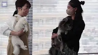 Japan employees bring dogs to work post COVID as part of new 'dog office' trial