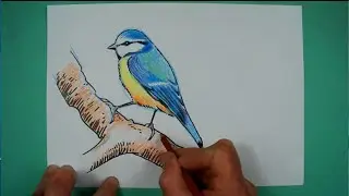 Wie zeichnet man eine Blaumeise? Zeichnen NICHT NUR für Kinder.