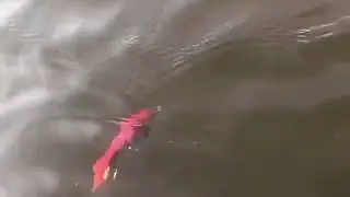Illude Pistol Gill Swim Video