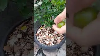 Panen jeruk sonkit#fypシ゚viral#tanaman#jeruk#shorts#subscribe