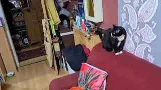 Das Sofa ist fertig - schnell mal umr&auml;umen mit den Terrormiezen #Katzenvlog 🐱 