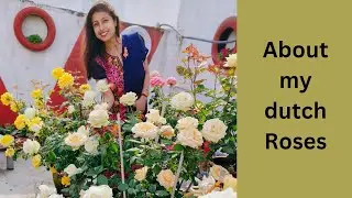 Today's video is all about Dutch roses #dutchrose