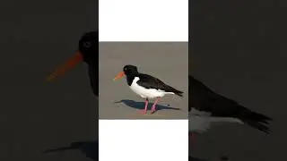 Странная птица появилась в нашем городе!😯Кулик-сорока!🤔Такую птицу я раньше не видела!