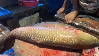 Real Fish Blogger // 