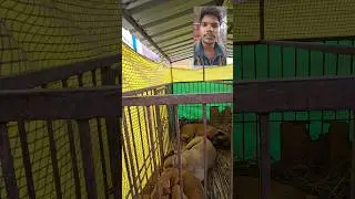 Aaj ka Mini VLOG #viral #gsds #rahulpets #pets #pug #funnydogs #shortsfeed