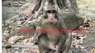 Monkey monkey sitting alone eating cake