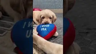Fourth of July 2025 at Dogs Inc