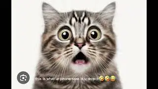 #4k#cats#catvid#catvideos#video#viralshorts#viralvideo#viral#vid