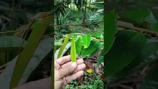 Durian Farm in Myanmar  ဒူးရင်းခြံစ စိုက် မည့် သူတွေ အတွက်