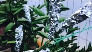 Essential Tips for Wedge Grafting Citrus