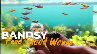 Community Tank Feeding Time 🐟 Neon Tetra, Danio & Balloon Fish | Bloodworm Treats