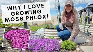 Planting & caring for creeping phlox, my favorite native ground cover & early season pollinator!