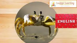 ☆English☆[Moth hole quiz]What kind of sea creature is it?5Educational video For babies & children