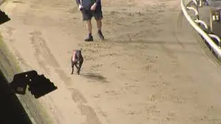 Greyhound 2026- 12.01.2026 Trial 14