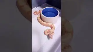 Pos Super Sunglow Het Anery Boa Constrictor