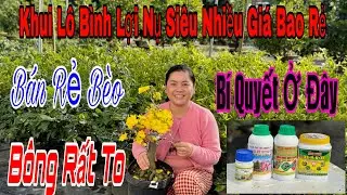 16/1 Vườn Tiếp Tục xả giá siêu rẻ 💥🌲🌲nhiều mã Số Đẹp củ đế vip 🌲🌲🌲☎️0967722961
