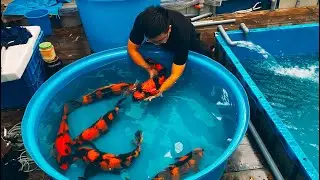 Cách Chọn Một Em Cá Koi Cọp Đỏ (Hi Utsuri) Đẹp
