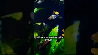 Underwater Jungles: Exploring the Benefits of a Planted Aquarium for Fish Health
