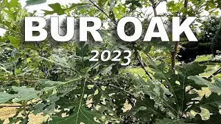 Середина лета 2023 г. Взгляните на Бур-Оукс