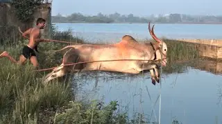 Extreme Racing bull Jumping and Swimming exercise ! Bail pola ! Praveen Narendra