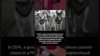 Phoenix Was Under Attack&hellip; By TINY DOGS! 😱🐕