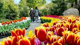 Super huge blossoms! Peonies, dahlias比臉還大的牡丹, 大麗花(You are the reason, Calum Scott)
