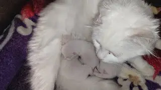 3 days old newborn kittens