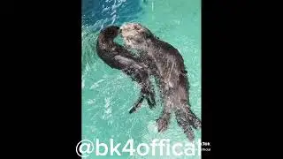Otter therian TikTok’s 🐾🦦🐚