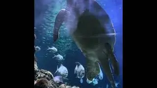 Sea life Hannover #aquarium #hannover #sealife