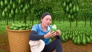 Harvesting Avocado Go to Market Sell – How to Make Gac Fruit and Mung Bean Cake