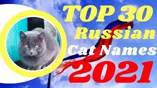 Top 30 Most Popular Male And Female Russian Cat Names With Meaning 2021 ! Unique Pet Names