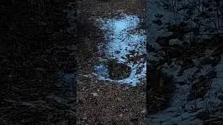 Лужа в лесу среди снега/The puddle in forest in the middle of snow