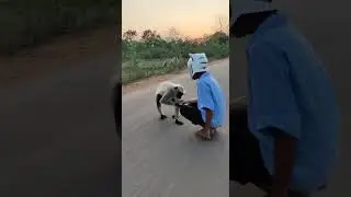 Animal Mask on Road 😷 I Feed Biscuit to a Curious Stray Dog #dogs #streetanimals #petcare