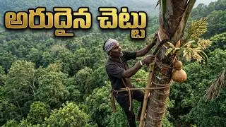 పదహారు కొమ్ములున్న జీలుగు చెట్టు | ఒక కొమ్ముకి ముప్పై లీటర్లు జీలుగు కల్లు