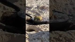 Catching GIANT Mud Crabs 🦀 #catchandcook #crabbing #nature #fishing