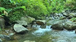 Mountain Forest River & Birds – Relaxing Nature Sounds for Sleep, Study, Focus & Meditation