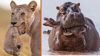 10 Worst Animal Parents