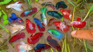 Adventure Betta Finding  &ndash; We Found and Catch Wild Betta Fish from Beautiful Nature place