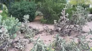 Cactus Wren -- Arizona State bird